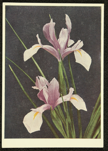 290 Ansichtkaart met kleurenfoto van lelies. Opname Janneke Kroes, 1940-01-01