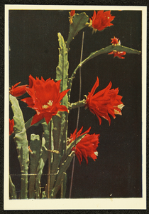292 Ansichtkaart met kleurenfoto van een bloeiende cactus. Opname Piet Smeele, 1940-01-01