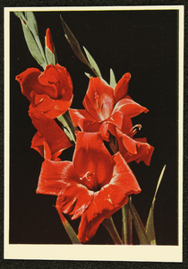 293 Ansichtkaart met kleurenfoto van rode gladiolen. Opname Piet Smeele, 1940-01-01