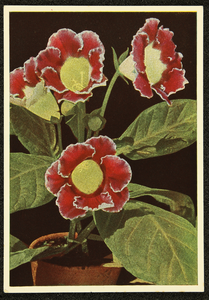 294 Ansichtkaart met kleurenfoto van bloemen in pot. Opname Piet Smeele, 1940-01-01