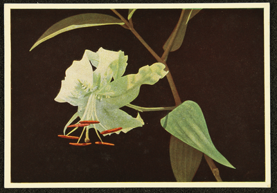 295 Ansichtkaart met kleurenfoto van een lelie. Opname Piet Smeele, 1940-01-01