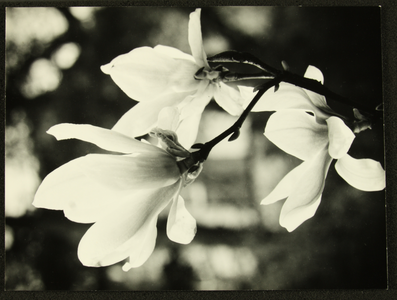 401 Bloemen in bloei (Magnolia?)